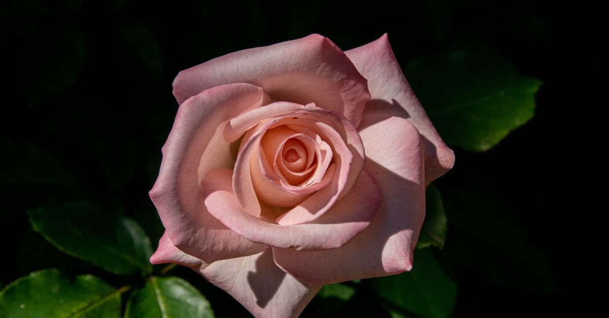Sunlit Rose Flower · Free Stock Photo