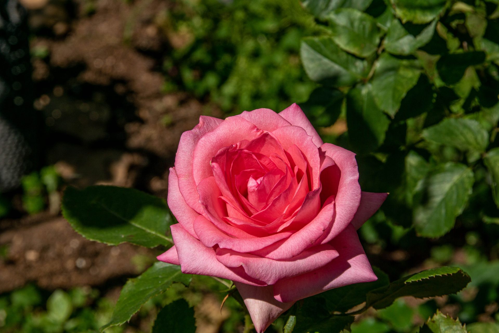 Close-up of a delicate pink rose in a sunlit garden showcasing vibrant petals and lush green leaves.