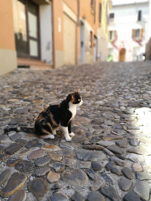 Free stock photo of animal, animal farming, cat Stock Photo