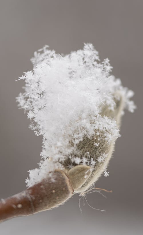 Fotobanka s bezplatnými fotkami na tému chladný, extrémny detail, rastlina