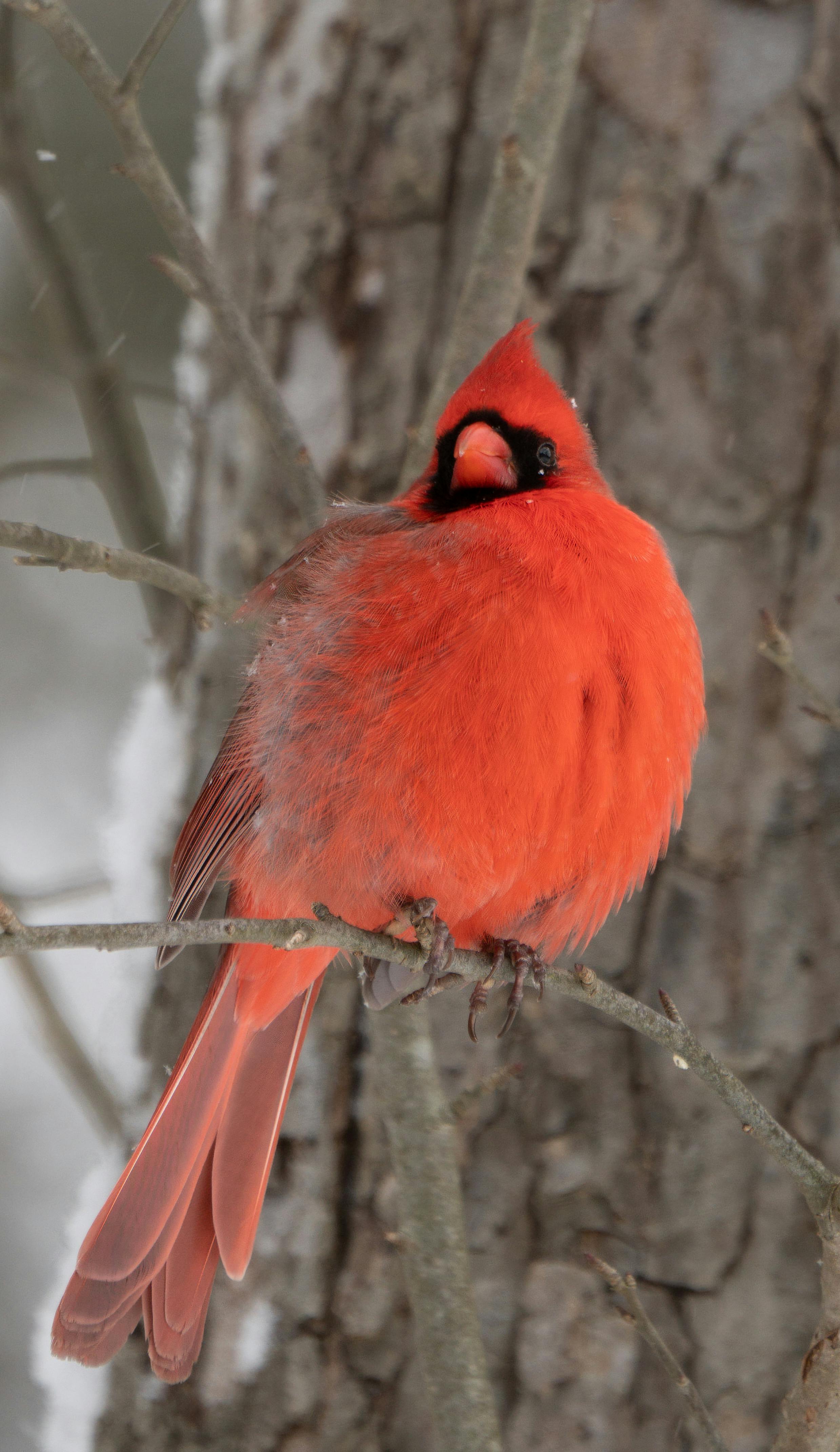 Red Cardinals In Winter Photos Download The BEST Free Red Cardinals In Pexels Photo 15771501