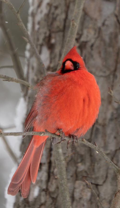 Close up of Red Cardinal Perching