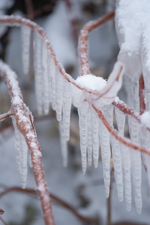 Icicles on Branches