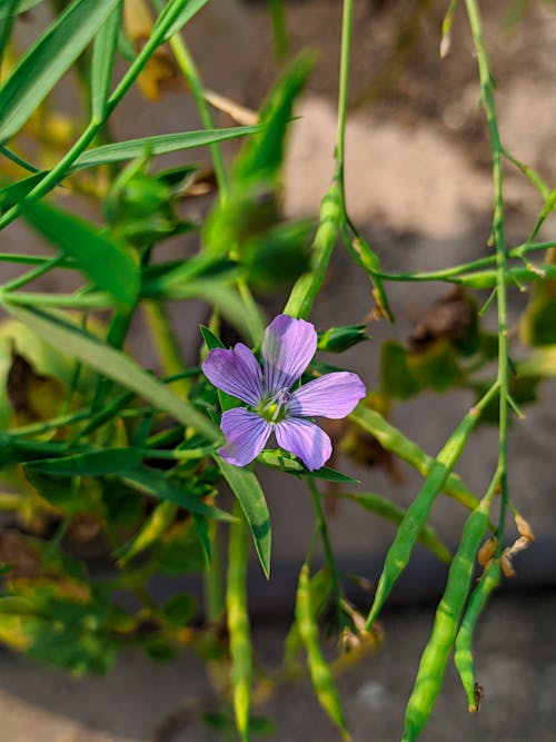 Foto d'estoc gratuïta de flor bonica, flor morada, fons de cirera