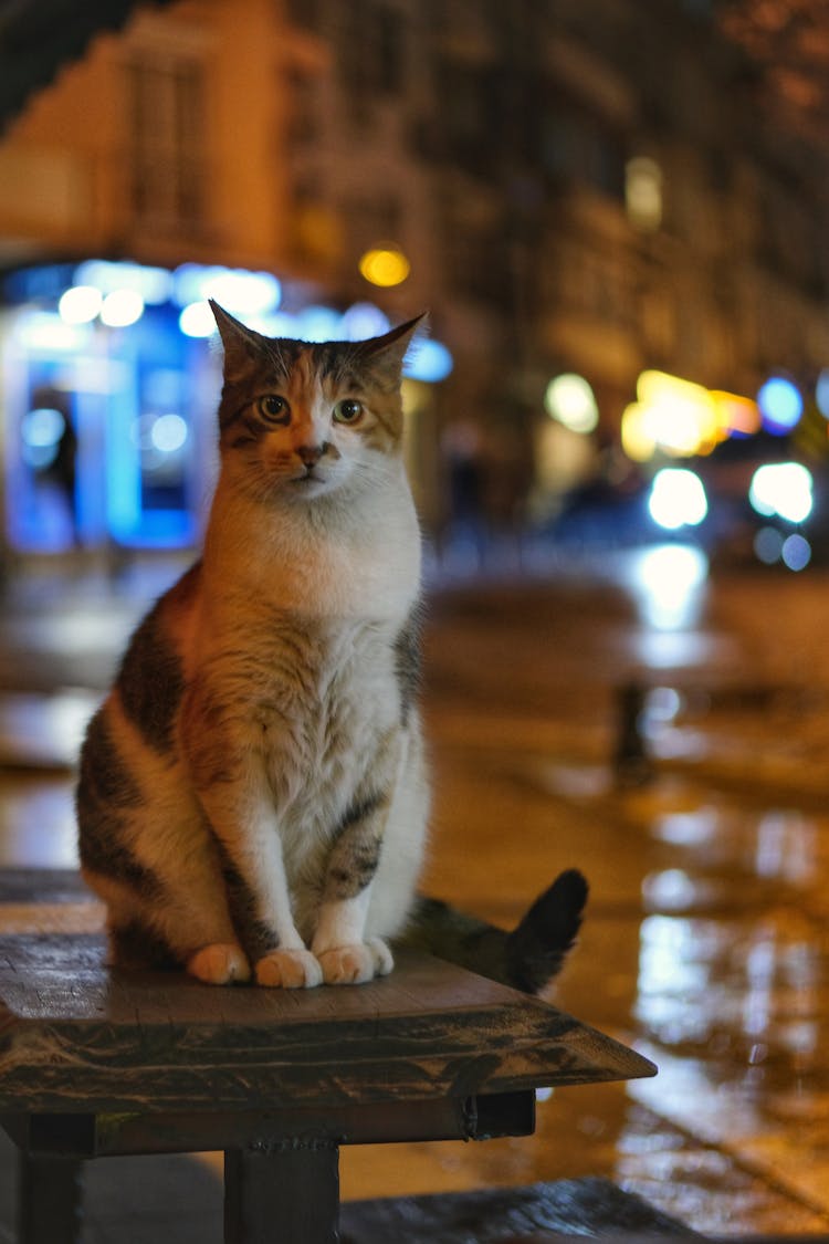 Cat Sitting On Table In City At Night