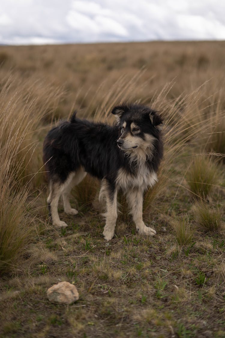 Cute Dog Walking In Field