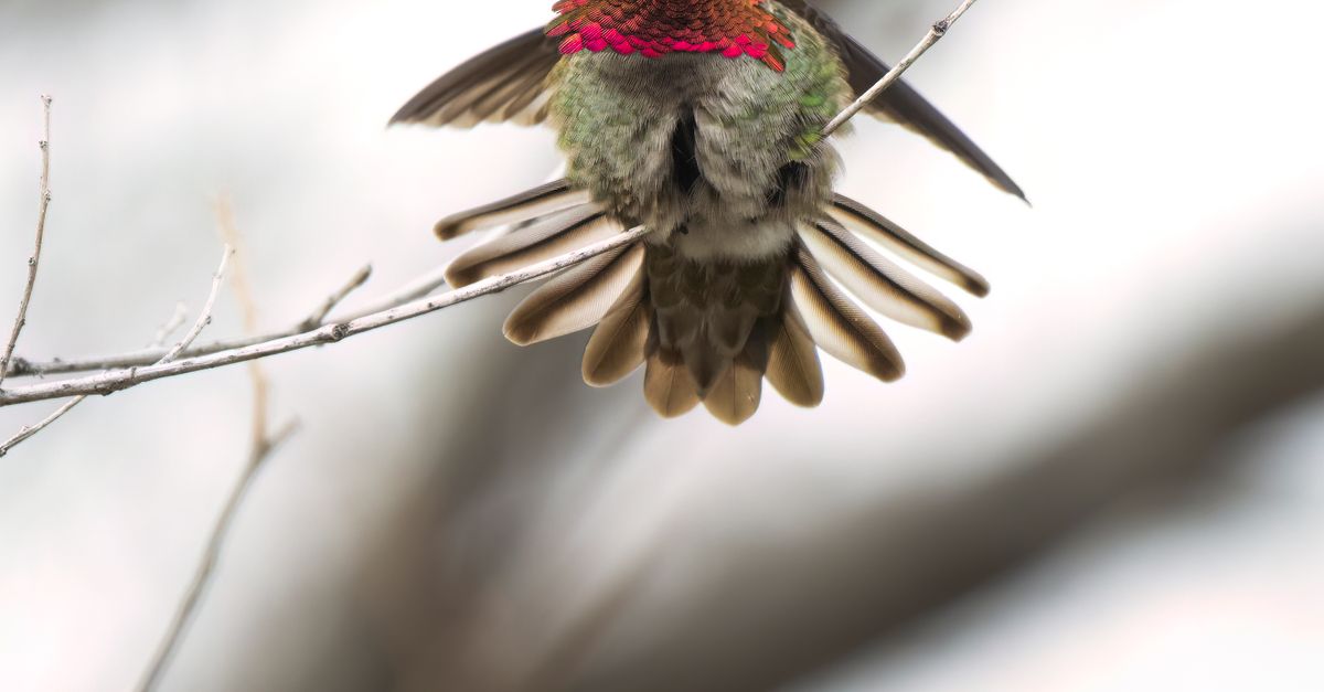 Annas Hummingbird Perching on Branch · Free Stock Photo