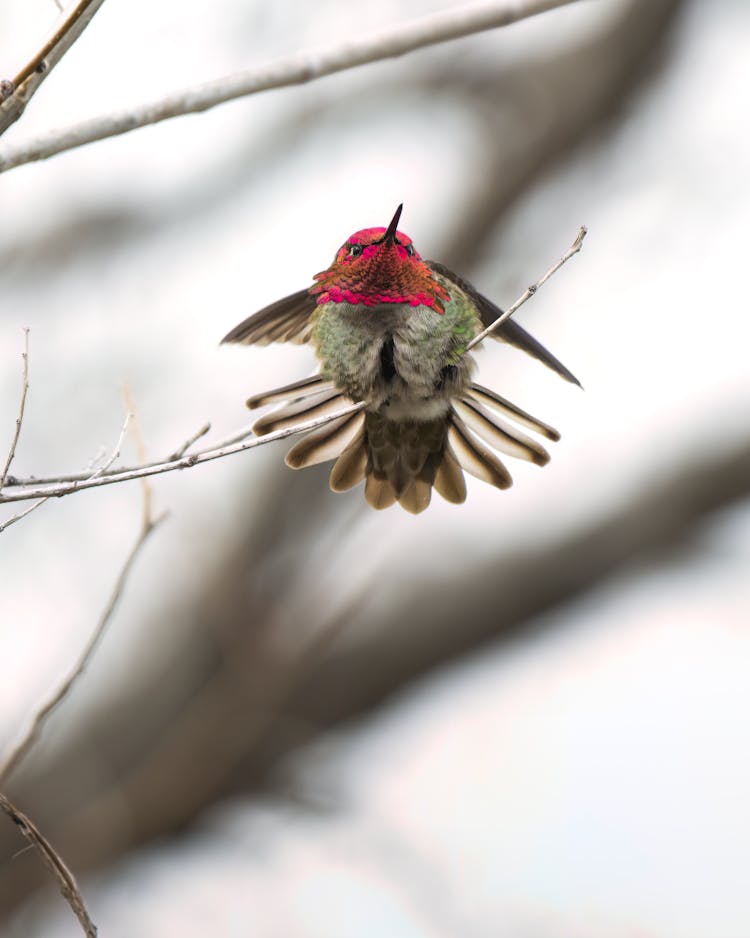 Annas Hummingbird Perching On Branch