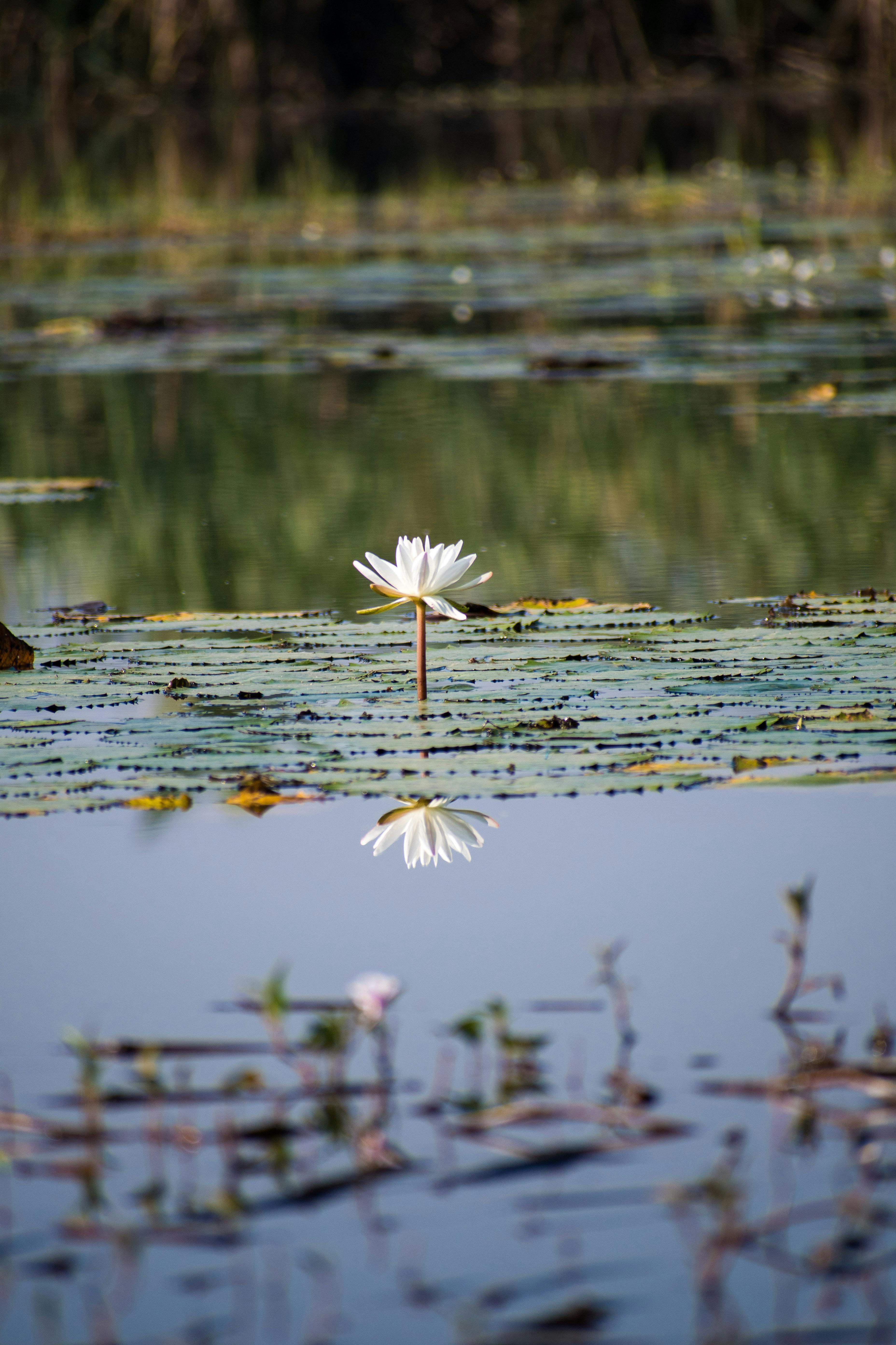 Lotus Flower in a Stream · Free Stock Photo