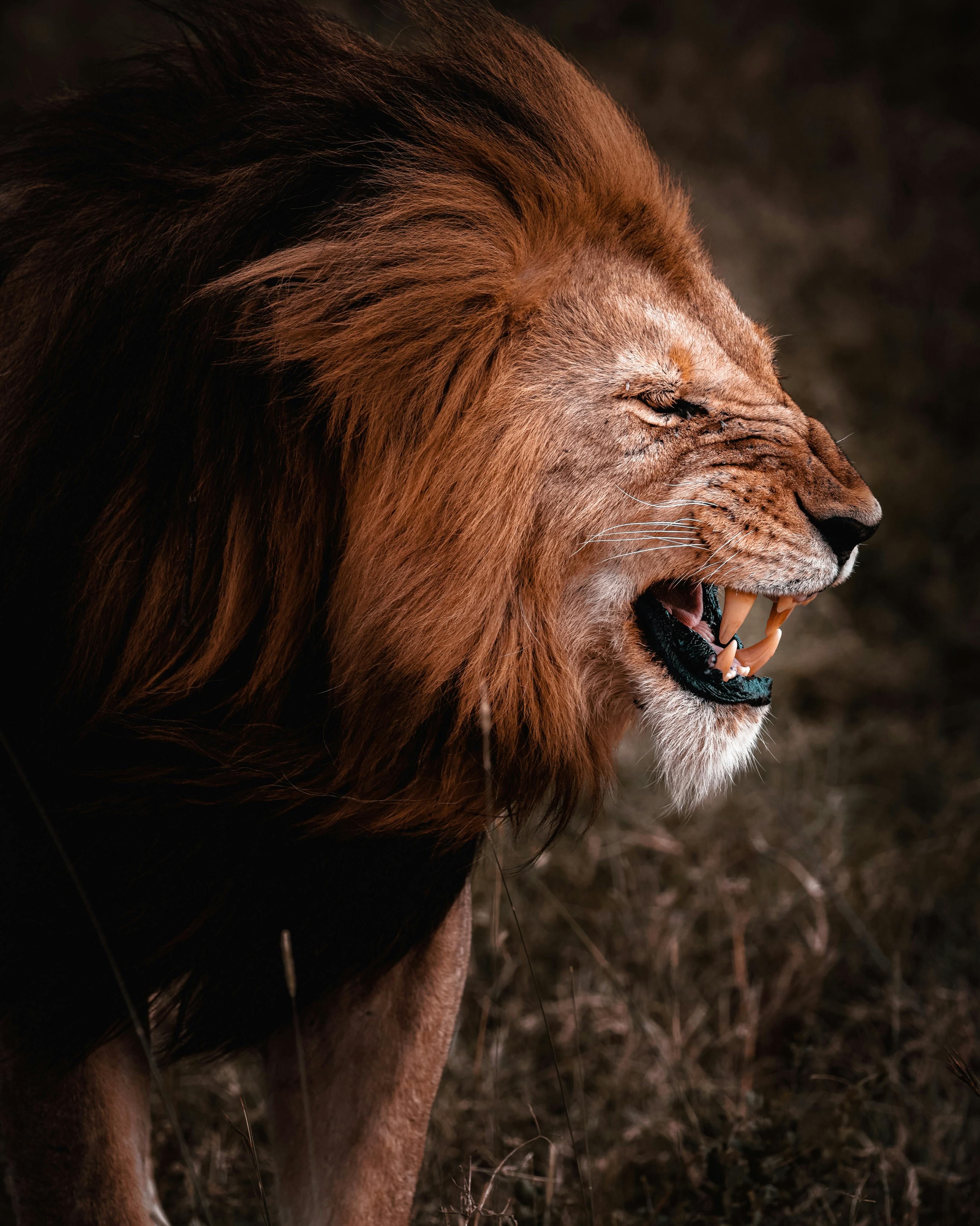 Roaring Lion Wallpaper | Backgrounds | Photos | Images | Pictures – YL  Computing