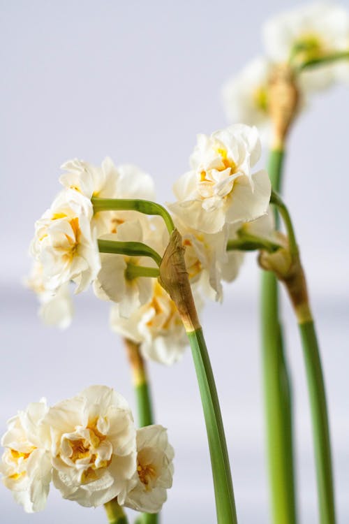 垂直拍攝, 微妙, 水仙花 的 免費圖庫相片
