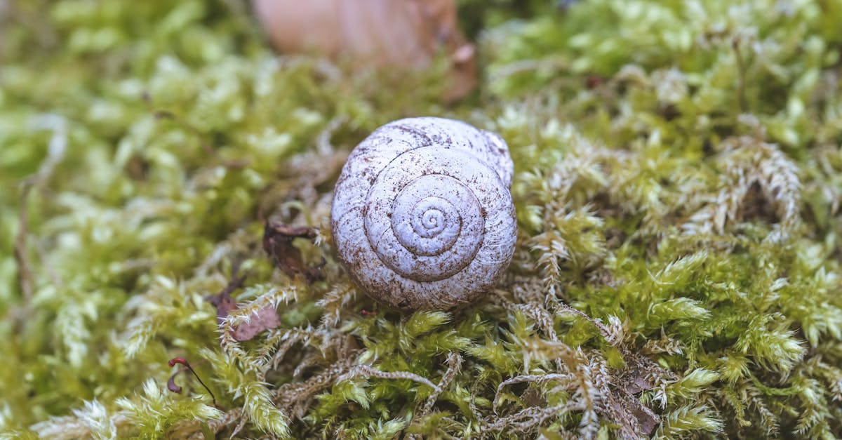 Snail Shell in Close Up · Free Stock Photo