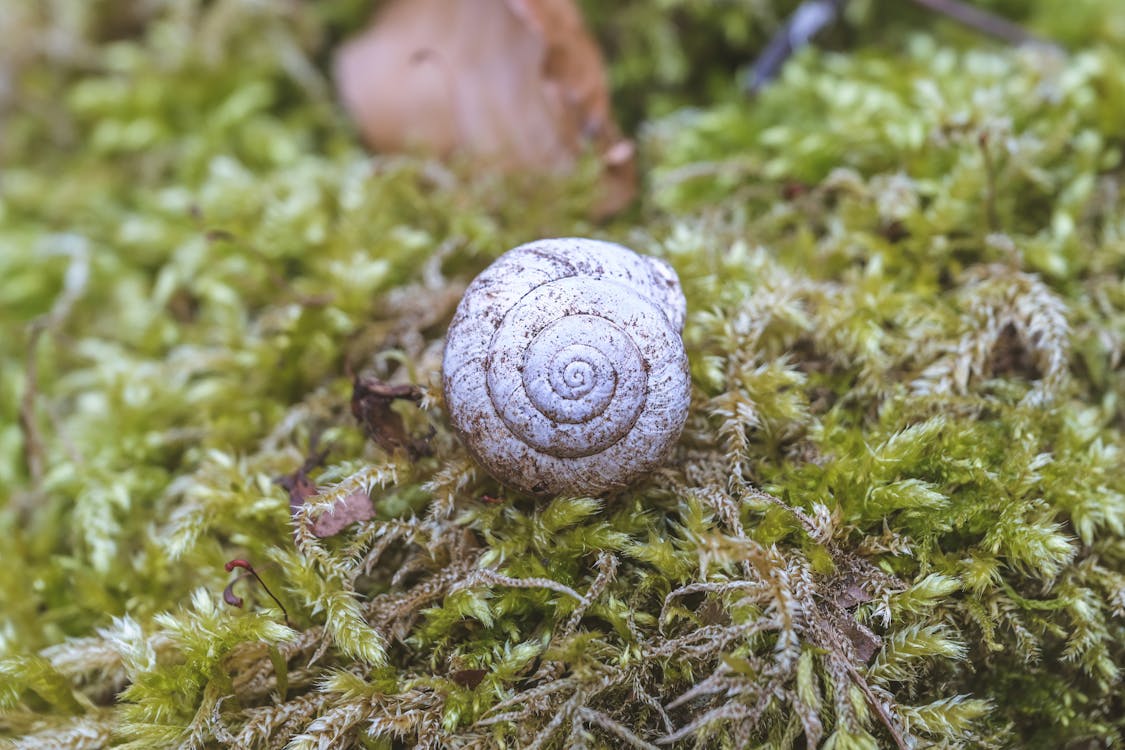 Snail Shell in Close Up · Free Stock Photo