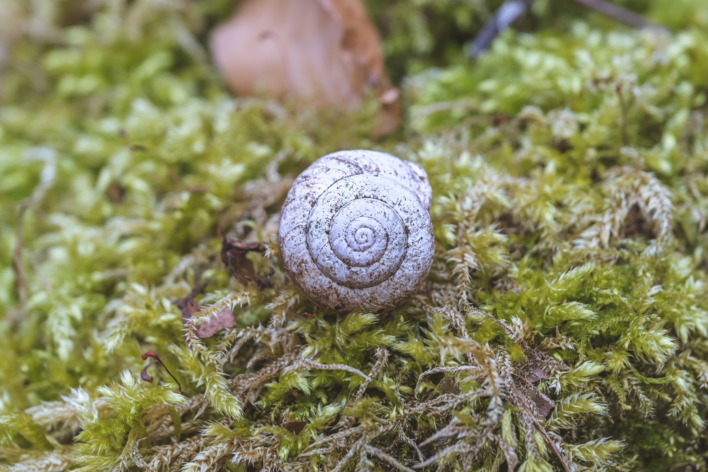 Snail Shell in Close Up · Free Stock Photo
