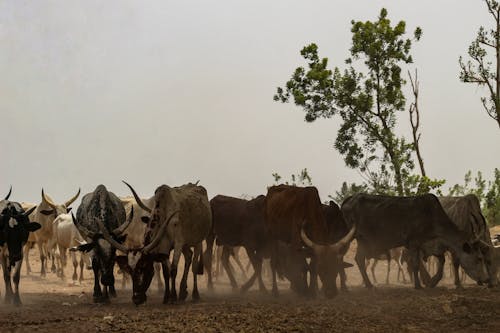 Foto profissional grátis de animais, chifres, criação de gado