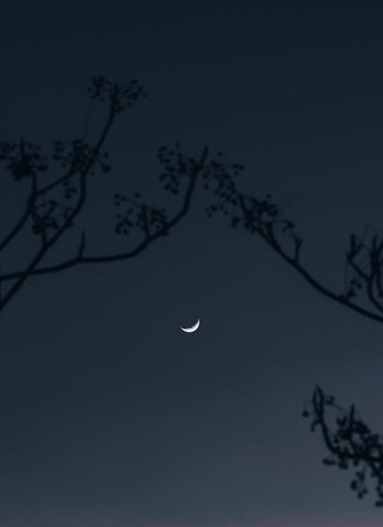 Foto stok gratis astronomi, bulan, cabang