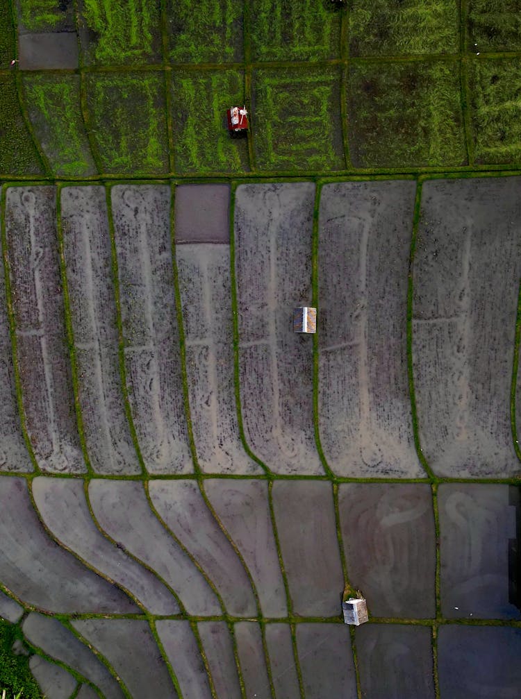 Houses In Agricultural Plantations