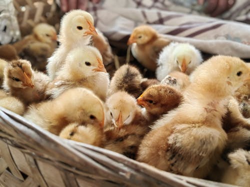 Chicks in Basket
