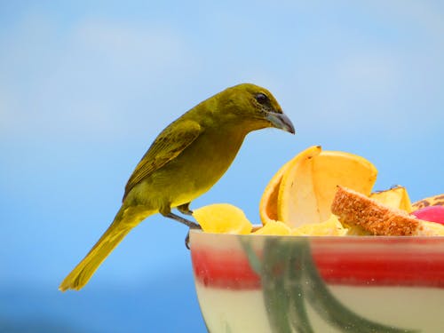 Exotic Bird Perching on Bowl 