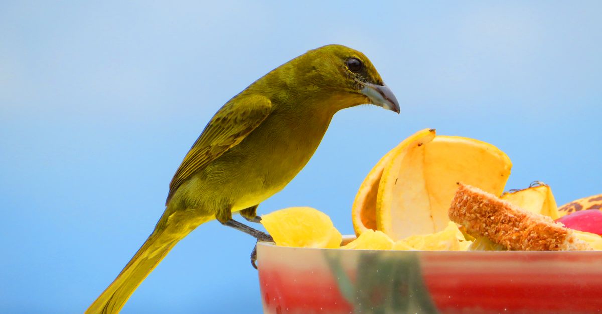 Food image