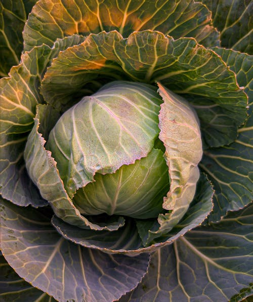 Cabbage in Close Up