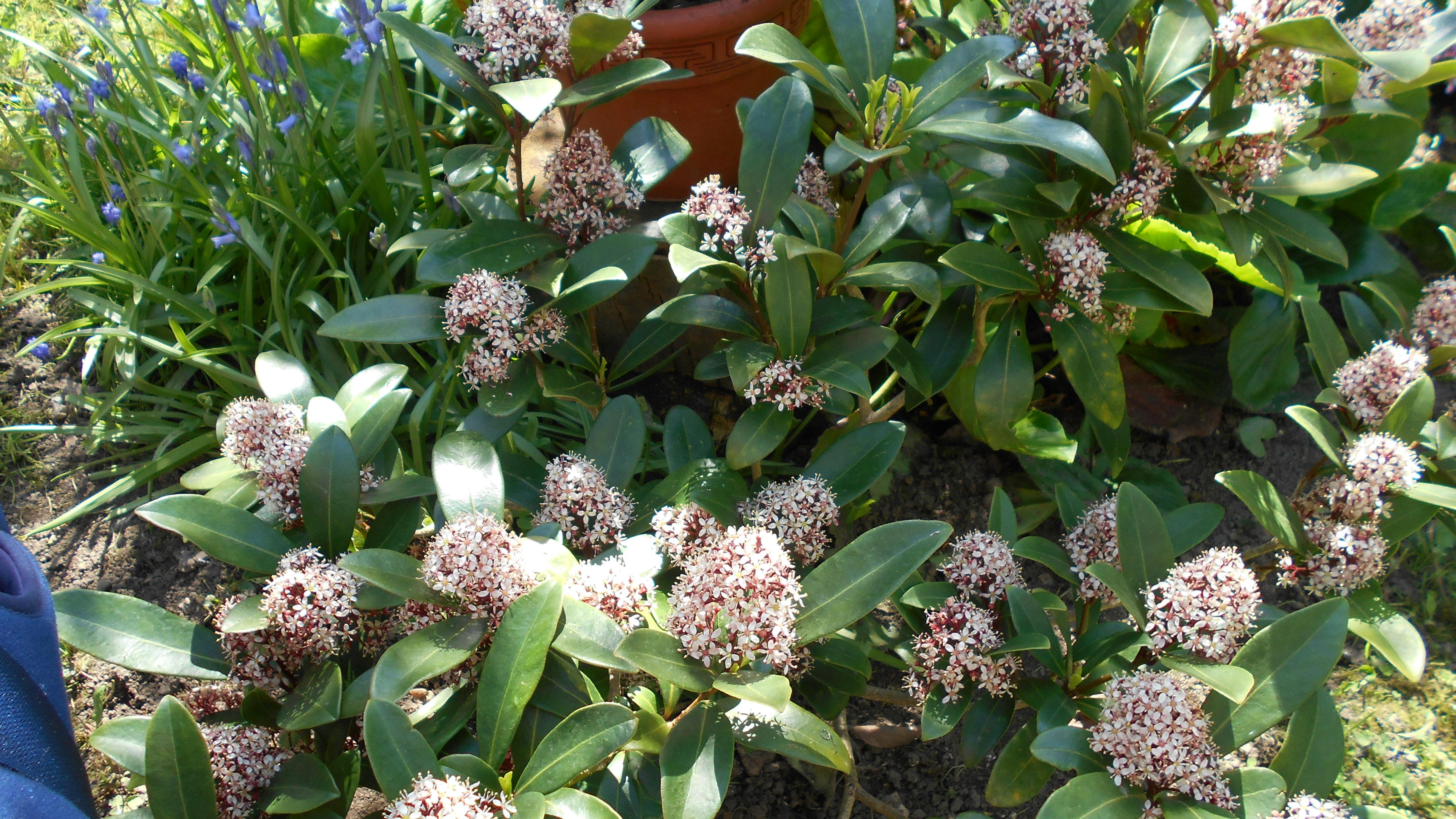 Foto Stok Gratis Tentang Fleur Jardin