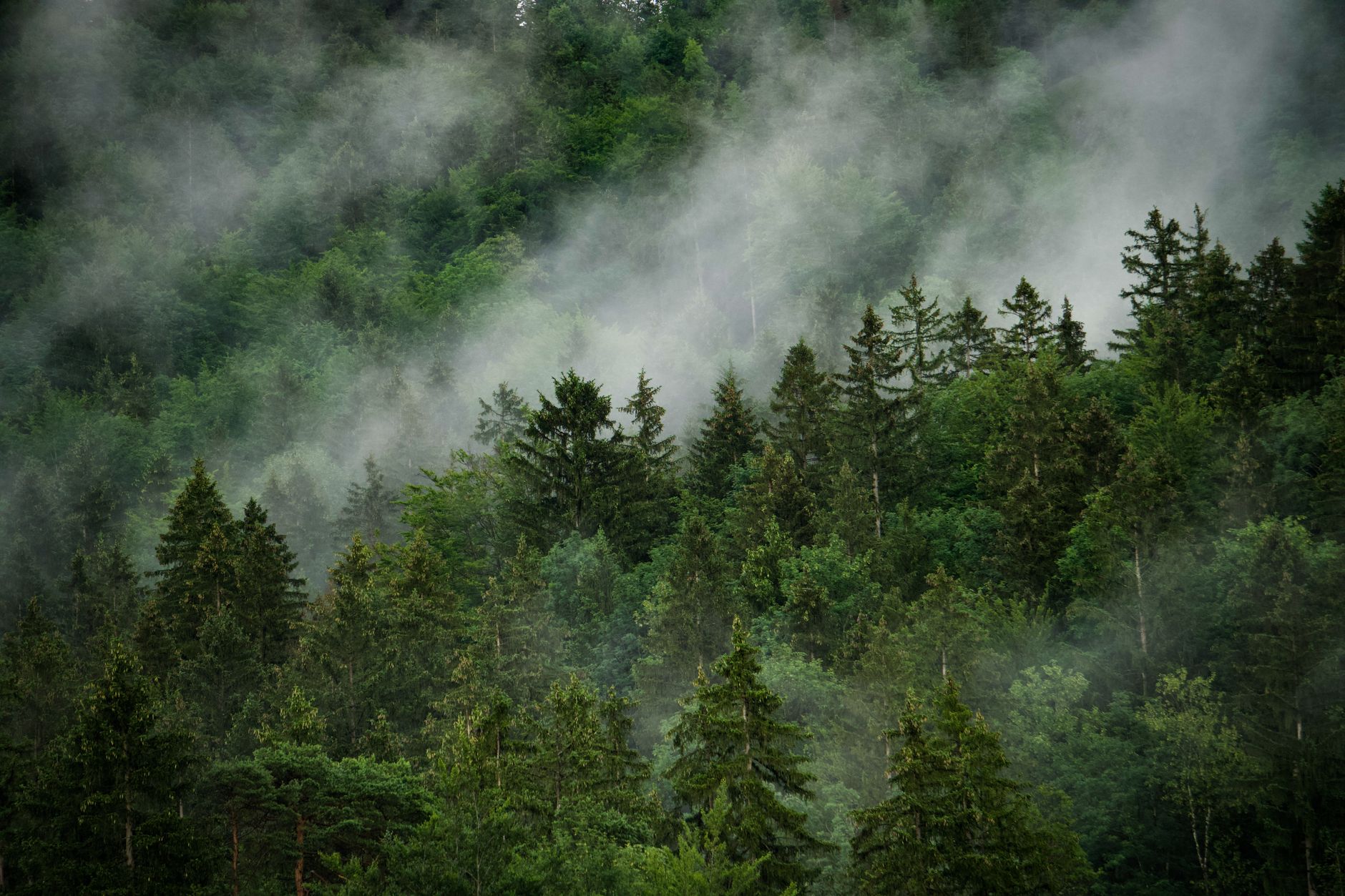 Der deutsche Wald als Seele der Nation