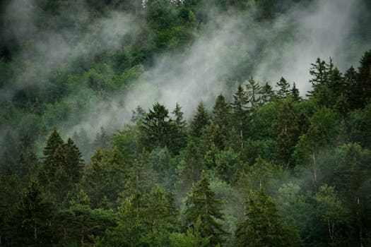 A serene and misty forest landscape in Füssen, Bavaria, Germany showcasing lush greenery.