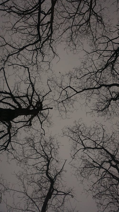 Low Angle Shot of Leafless Trees and the Sky at Dusk 