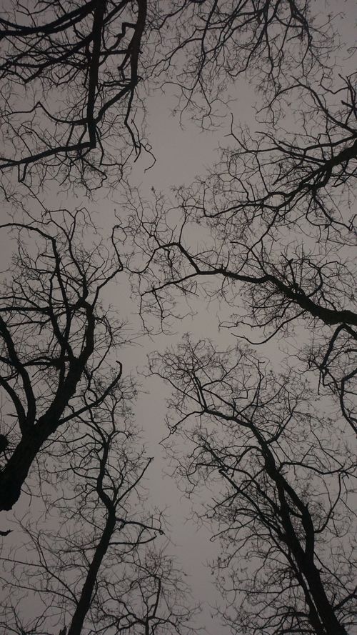 Free A low angle shot capturing bare tree silhouettes in Tirebolu, Türkiye. Stock Photo
