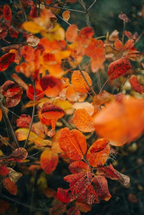 Free Close-up of vibrant orange and red autumn leaves capturing the essence of fall in Tbilisi. Stock Photo