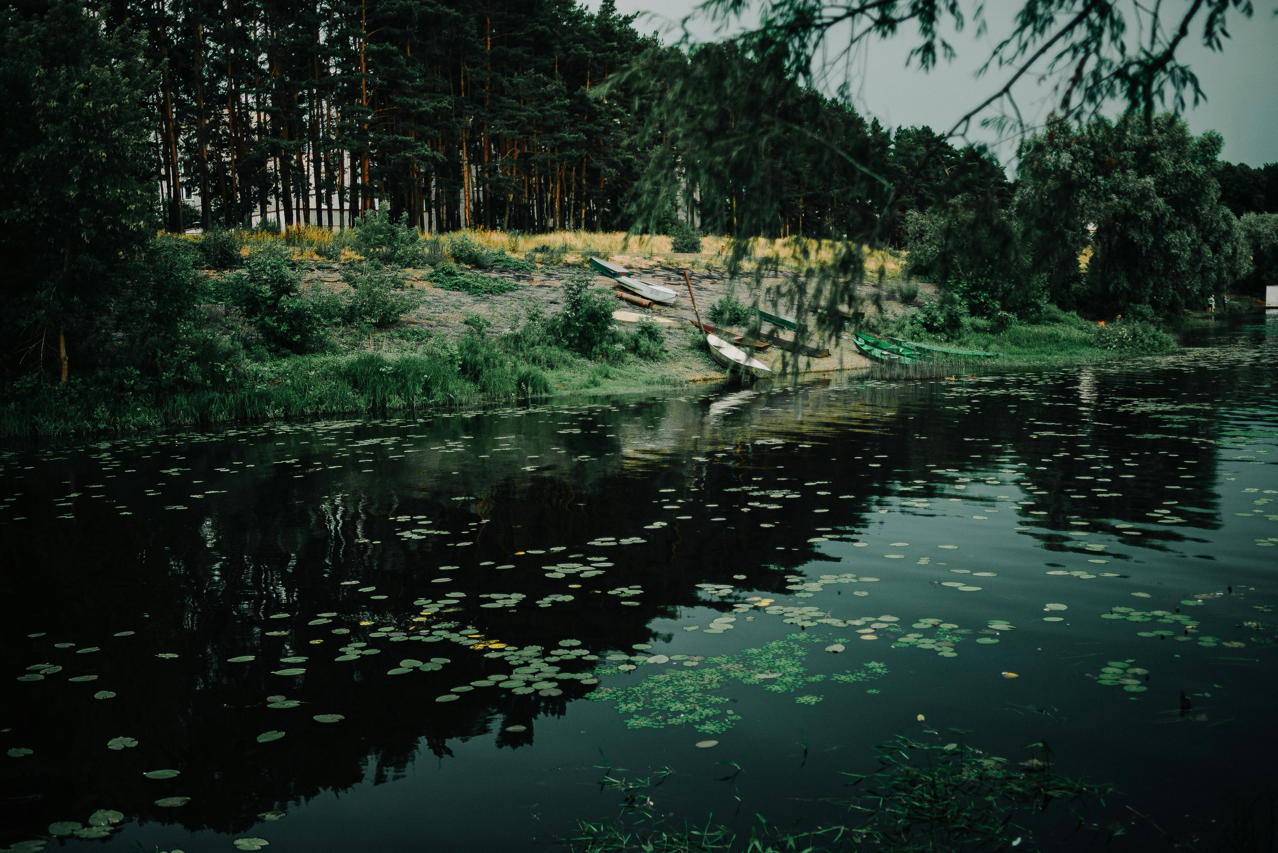 Tranquil lakeshore with lush forest and lily pads in Belarus under a summer sky, near Minsk region.