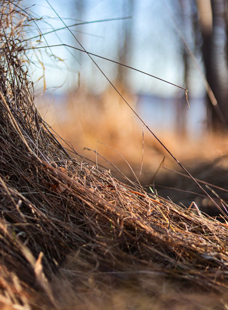 Dry Grass In Autumn