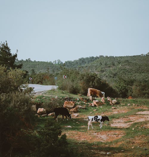 Δωρεάν στοκ φωτογραφιών με αγελάδες, βόδια, βοσκοτόπι