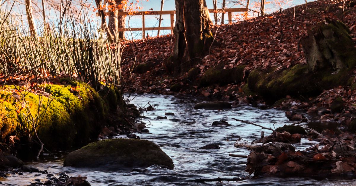 Ripples on Stream Surface · Free Stock Photo
