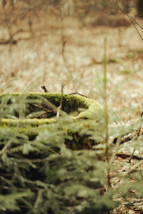 Free Moss-covered tree stump surrounded by forest foliage, capturing nature's serenity and growth. Stock Photo