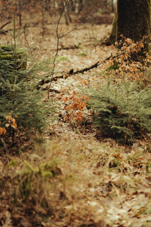 Free Peaceful forest scene featuring green and brown foliage on an autumn path. Stock Photo