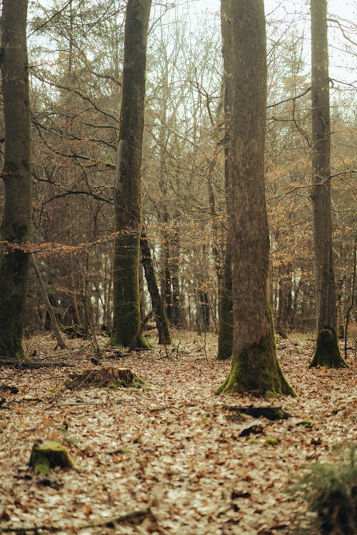 Foto stok gratis alam, Daun-daun, hutan