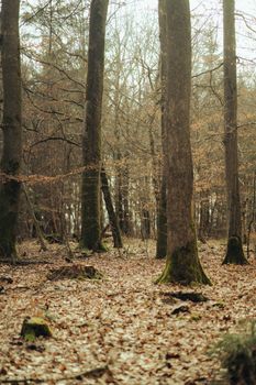 Trees in Forest in Autumn