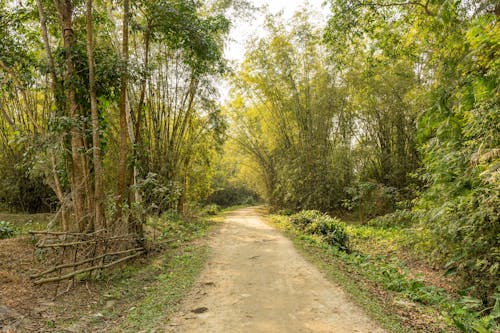 An Unpaved Road in the Forest 