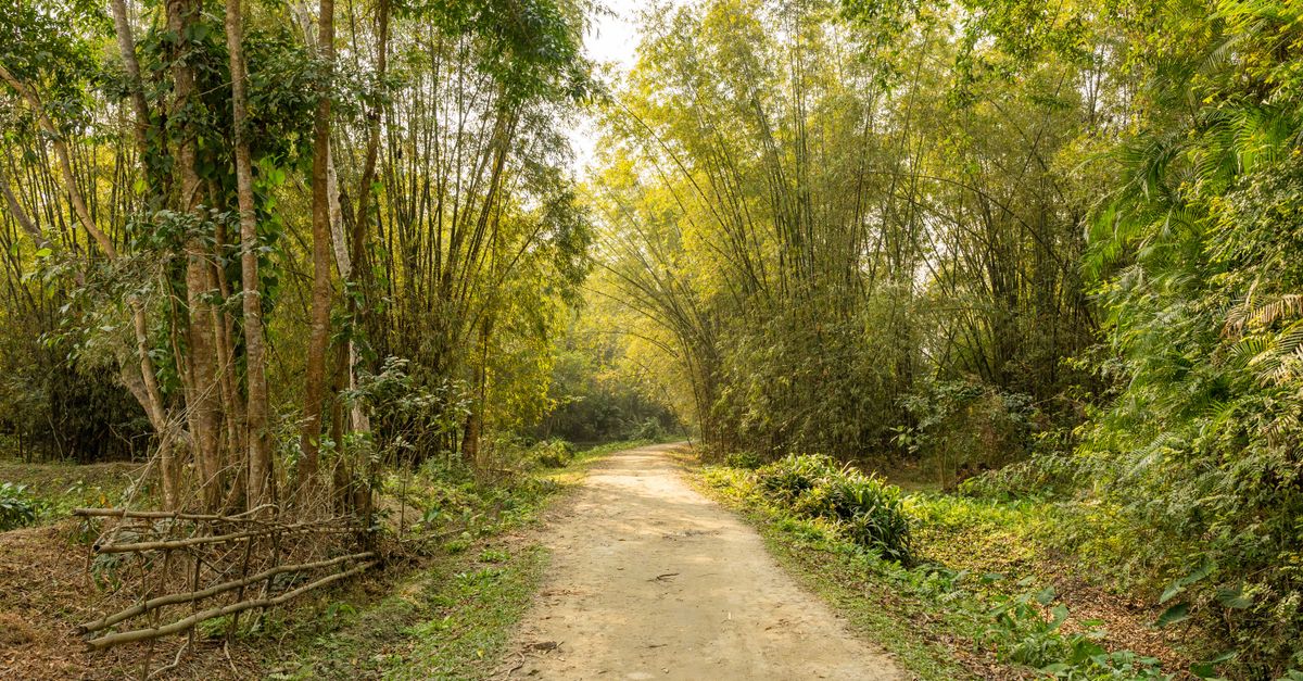 Exploring Bihar's Green Heart: A Guide to Biodiversity Trails in Patna and North Bihar