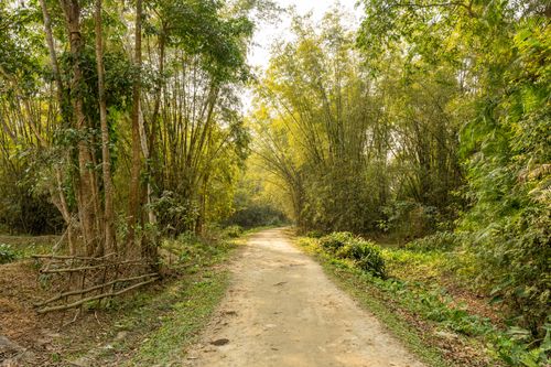 Free A peaceful unpaved trail through a lush green forest, softly lit by the sun. Stock Photo
