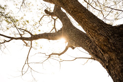 Foto d'estoc gratuïta de arbre, branques, enredat