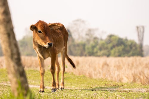 Gratis stockfoto met beest, jong, kalf