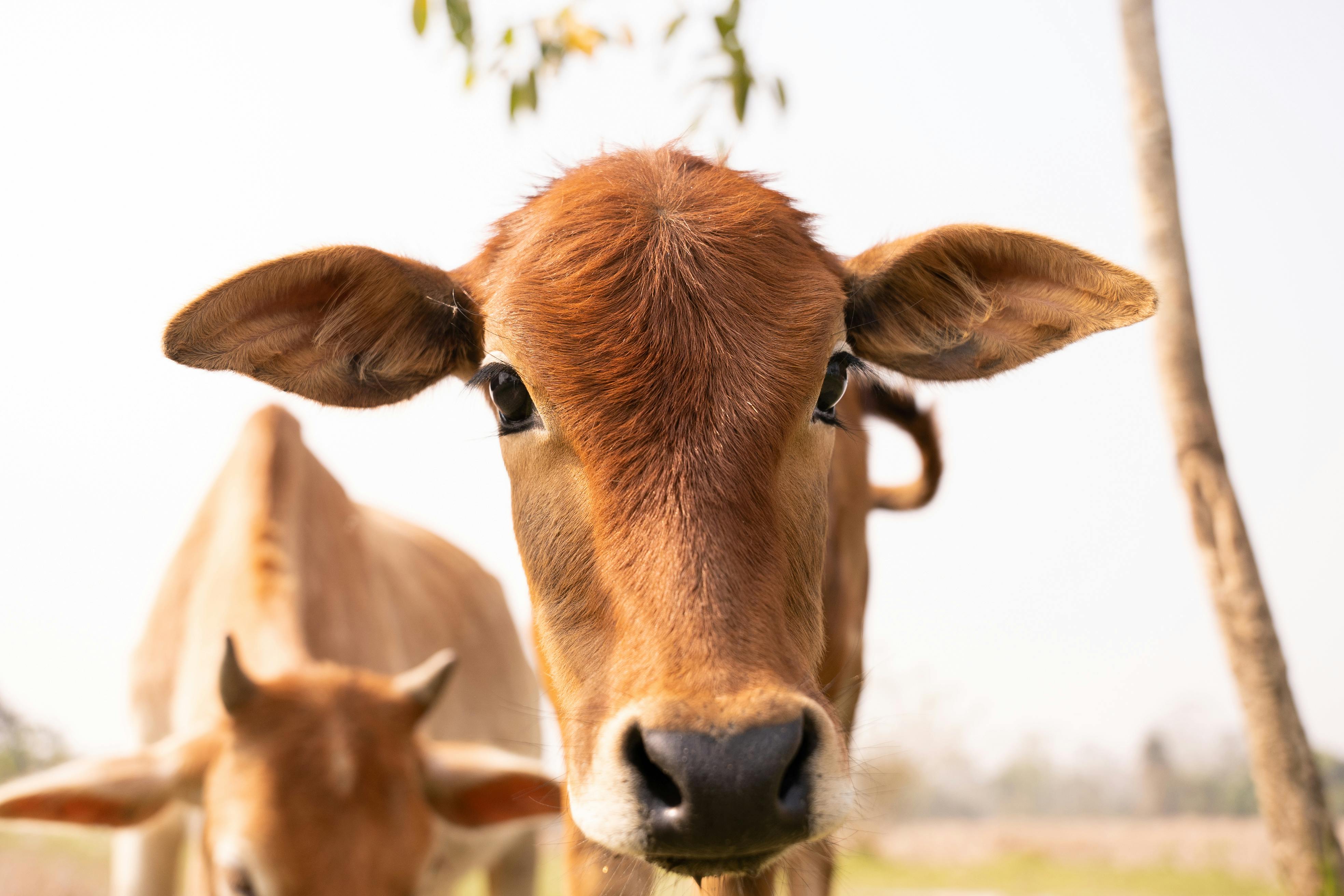 Gratuit Photos gratuites de à fourrure, agriculture, animal Photos