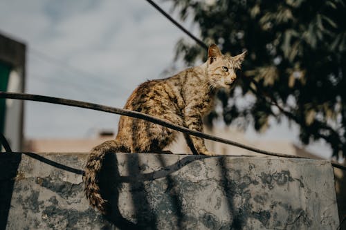 Wild Urban Cat Sitting on Wall