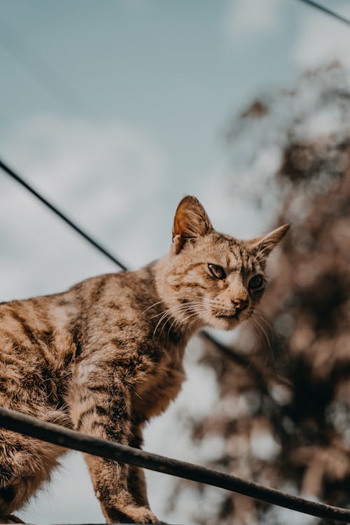 Fotos de stock gratuitas de animal, de cerca, fondo de pantalla para el móvil