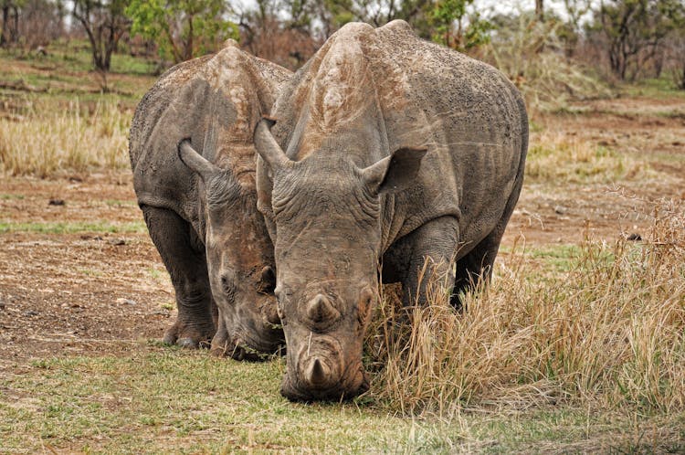 Photo Of Two Brown Rhino