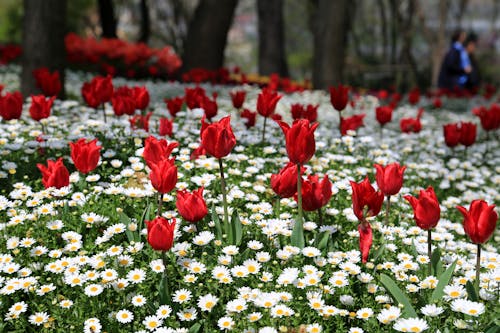 ฟรี คลังภาพถ่ายฟรี ของ ดอกเดซี, ดอกไม้, ต้นไม้ คลังภาพถ่าย