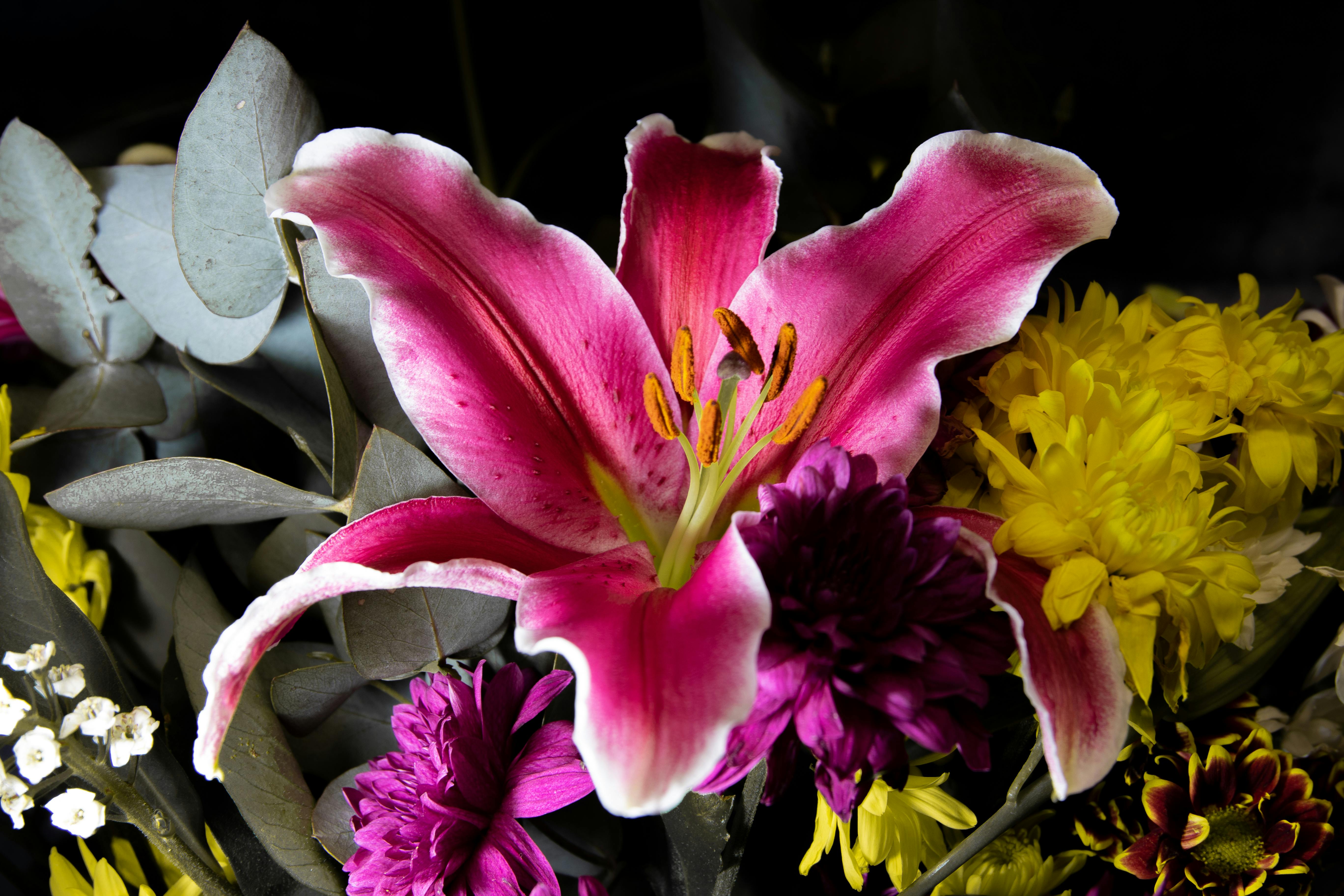 Foto Stok Gratis Tentang Alam Biologi Bunga Bakung